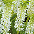 Eucomis autumnalis x 2 14/16