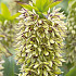 Eucomis Bicolor x 1 18/20