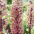 Eucomis comosa Sparkling Burgundy x 1 18/20