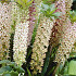 Eucomis Comosa x 1 18/20