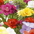 Freesia double Mixed x15 5/+