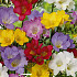 Freesia single Mixed x 15 5/+