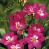 Freesia single Pink x 15 5/+