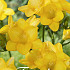 Freesia single Yellow x15 5/+