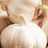 Garlic Sativum White x 3 I .