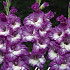 Gladiolus Anouk x10 12/14