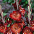 Gladiolus Azurro x10 12/14