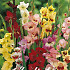 Gladiolus Butterfly x10 12/14