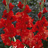 Gladiolus Firecracker x10 12/14