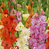 Gladiolus Frizzle Mixed x10 12/14