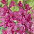 Gladiolus Kingston Ruffle x10 12/14