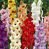 Gladiolus Mixed x 10 12/14