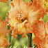 Gladiolus Princess Frizzle x10 12/14