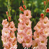 Gladiolus Rose Supreme x 10 12/14