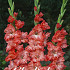 Gladiolus Ted's Frizzle x10 12/14