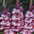 Gladiolus Ted's Trumpet x10 12/14