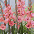 Gladiolus Whitney x10 12/14