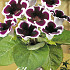 Gloxinia Kaiser Wilhelm x 1 5/6