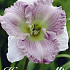 Hemerocallis Ellonore 1 I .