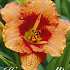 Hemerocallis Tigger 1 I .