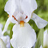 Iris Germanica Glowing Seraphin x1 I