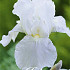 Iris Germanica Immortality x1 I