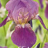 Iris Germanica Imperator x1 I