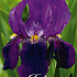 Iris Germanica Joanna x1 I