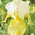 Iris Germanica Pinnacle x1 I