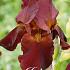 Iris Germanica Red Chieftain x1 I