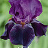 Iris Germanica Sable x1 I