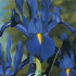 Iris Hollandica Blue x10 8/9