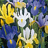 Iris Hollandica Gemengd x 10 8/9