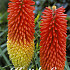 Kniphofia Red Alcazar 1 I .