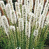 Liatris Spicata Alba  x 10 10/12