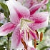 Lilium Anastasia x 2 18/20