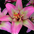 Lilium Asiatic Double Trouble Wrap x 2 16/18