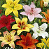 Lilium Asiatic mixed x 3 16/18