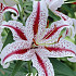 Lilium Big Smile x 2 16/18