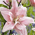 Lilium Elodie x 2 16/18