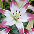 Lilium Lollypop x 2 16/18