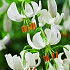 Lilium Martagon Snowy Morning x 1 16/18