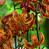 Lilium Martagon Sunny Morning x 1 16/18