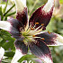 Lilium Netty's Pride x 2 16/18