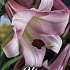 Lilium Pink Perfection x 2 16/18