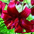 Lilium Red Velvet x 2 16/18