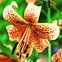 Lilium Tiger babies x 2 16/18