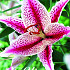 Lilium Tigerwoods x 2 16/18