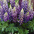 Lupinus Blue x1 I .