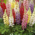 Lupinus Hybride Mixed x3 I .